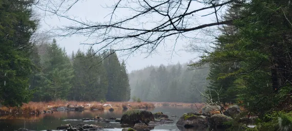 a body of water with stones is lined by pine trees with snow falling