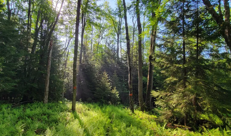 sun shines through the tall trees with ferns in at the bottom